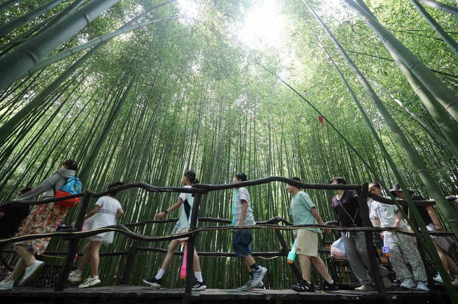 China anuncia medidas financieras para impulsar desarrollo forestal【秘鲁新世界日報】
