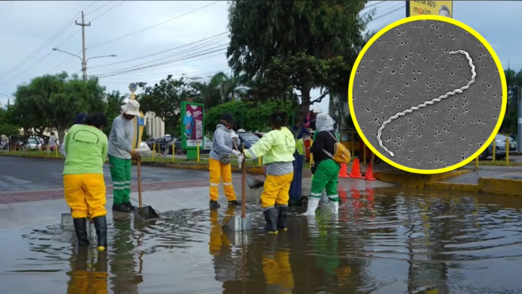 秘鲁卫生部报告：钩端螺旋体病已致9人死亡，确诊病例超1200例——感染高发地区一览【秘鲁新世界日报】
