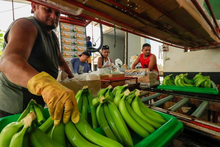 TLC China-Ecuador cumple dos años impulsando el intercambio comercial bilateral【秘鲁新世界日報】