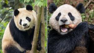 China reanuda la ‘diplomacia panda’ con EE.UU.