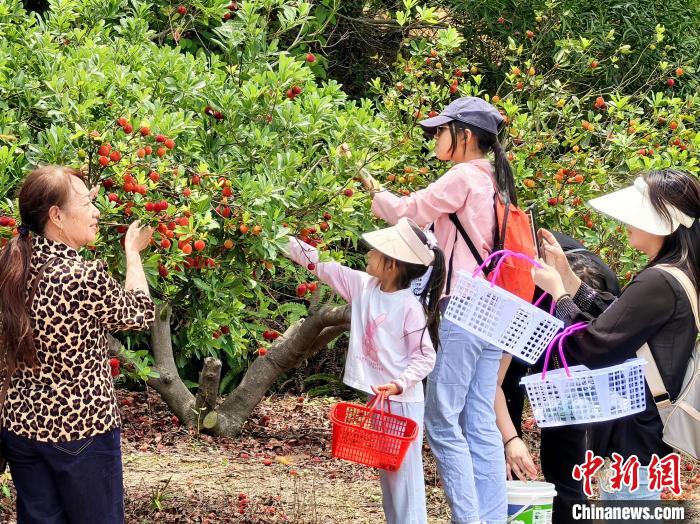 广东台山种植户喜上“梅”梢【秘鲁新世界日报】