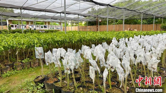 广东沉香产业蓬勃发展 成为林业新增长点【秘鲁新世界日報】