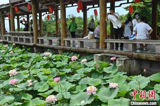 广州莲花山超1200种莲花、近600种睡莲珍品同台竞秀【秘鲁新世界日報】