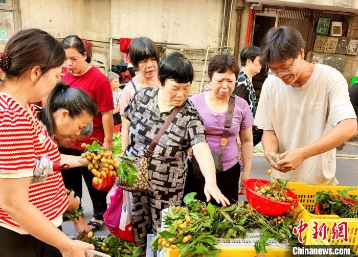 岭南佳果黄皮丰收 广东台山产销两旺【秘鲁新世界日報】