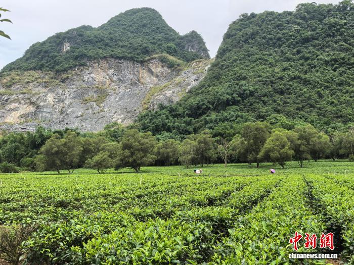 广东英红镇茶香“侨味”浓 茶韵文旅“出圈”【秘鲁新世界日報】