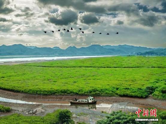 广东近年来完成红树林营造面积3000多公顷【秘鲁新世界日報】