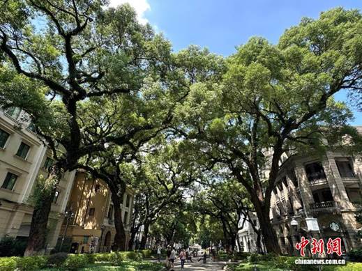 广东构建保护新格局 古树与城乡基础设施和谐共存【秘鲁新世界日報】