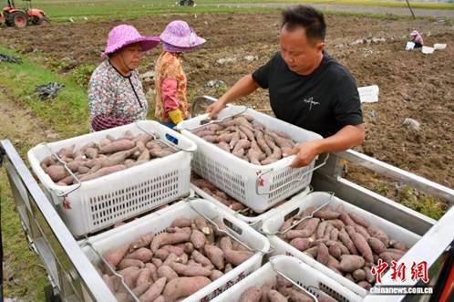 广东台山与“薯”俱进迎丰收 海内外乡亲共话乡味【秘鲁新世界日報】