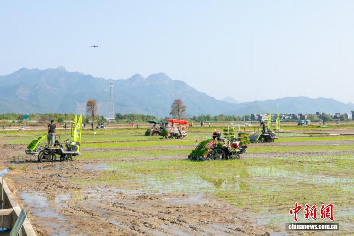 广东强化优质高产丝苗米育种攻关 “米中碧玉”香飘万里【秘鲁新世界日報】