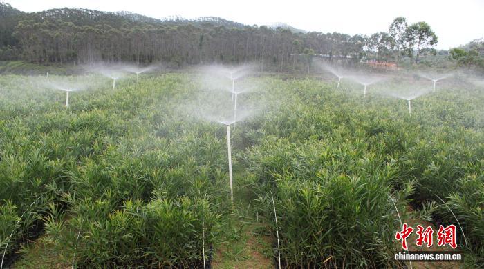 2026年绿美广东生态建设苗木生产储备总量超2亿株【秘鲁新世界日報】