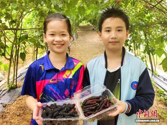 广东台山：踏春时节 桑果尝鲜正当时【秘鲁新世界日報】