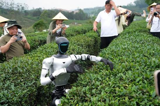 茶园来了采茶机器人【秘鲁新世界日報】