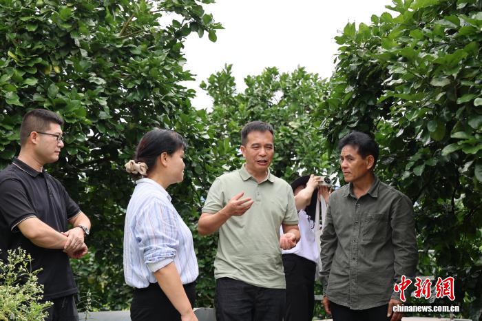 产研协同攻关 助梅州柚“废弃疏果”变“高值原料”【秘鲁新世界日報】