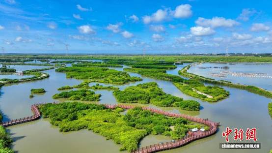 广东累计完成红树林营造超5506公顷 修复超2688公顷【秘鲁新世界日報】