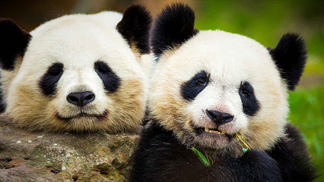 Xi anuncia que China enviará dos pandas a EE.UU【秘鲁新世界日報】
