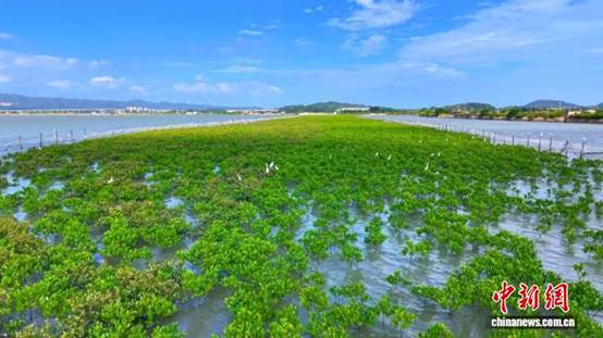 湾区企业十余载攻关：航道挖出来的“废土”种活“海上森林”【秘鲁新世界日報】