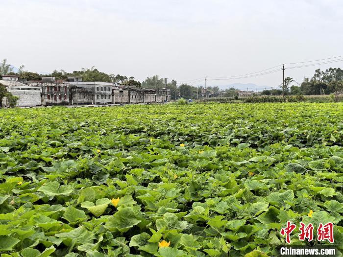 廿余载南粤光彩路：生动实践共同富裕