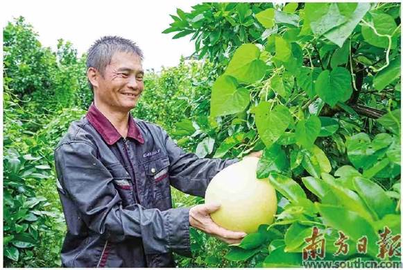 经港珠澳大桥 “北上”港车数量突破50万辆次