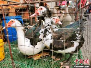 广东台山“焖番鸭”：游子牵挂的家乡味　　
