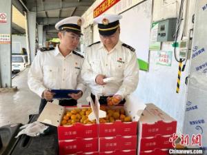 广州砂糖橘顺利出口菲律宾 岭南佳果香飘